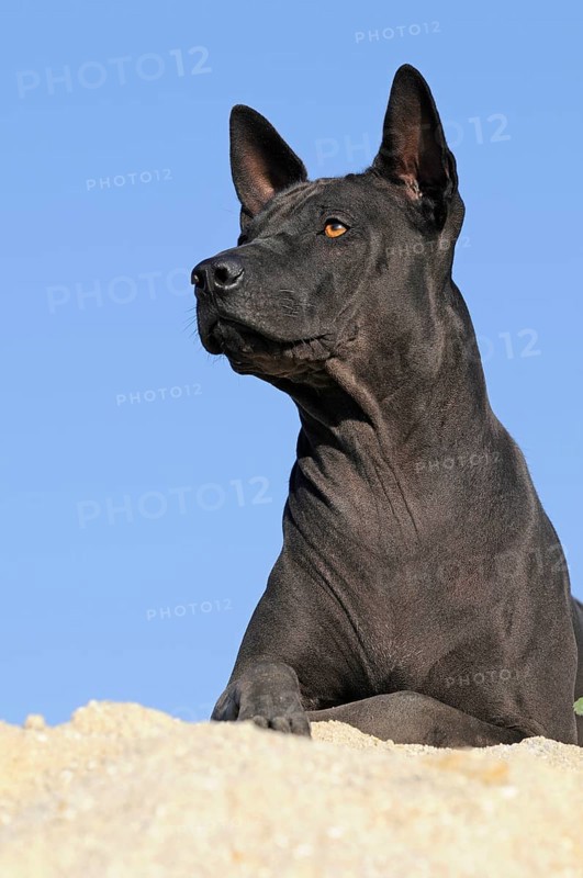 Thai Ridgeback