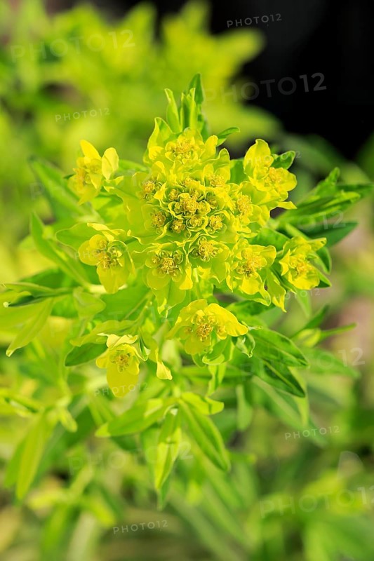 Marsh spurge (Euphorbia palustris)