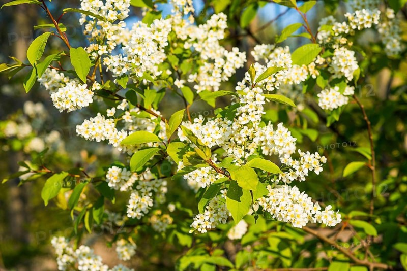 European Bird Cherry (Prunus padus)