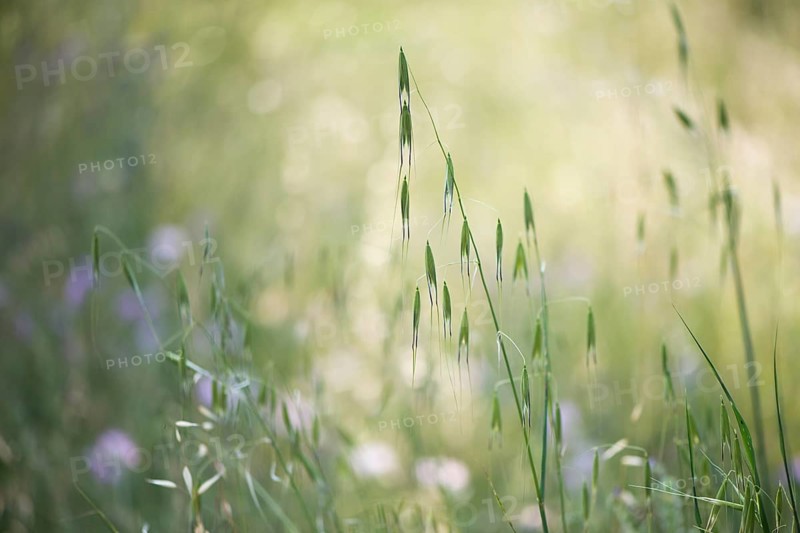 Oats (Avena) and hares tail grass