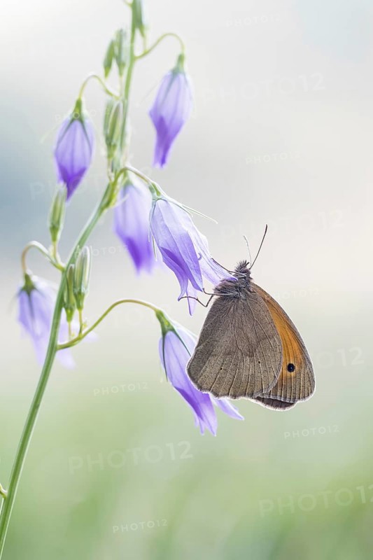 Ochsenauge Maniola jurtina) on Spreading Bellflower (Campanula patula)