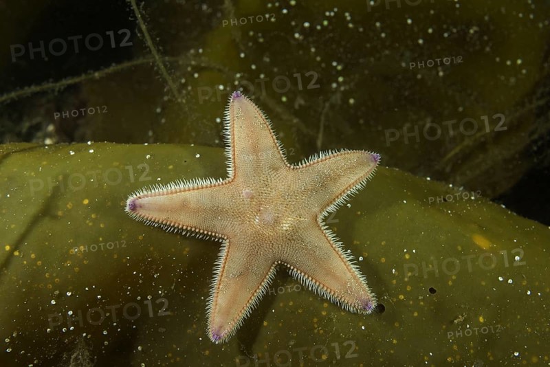 Kammseestern (Astropecten platyacanthus) on laminaria brown algae (Phaeophyceae)