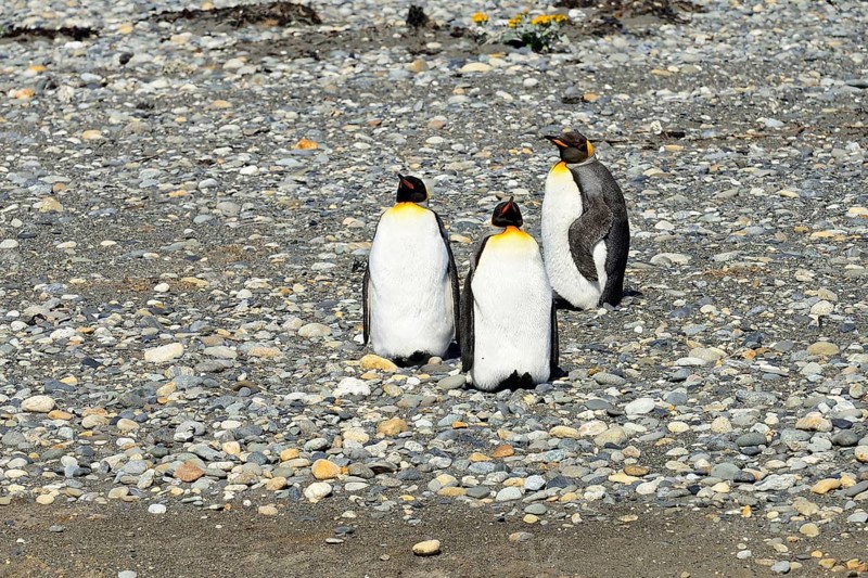 Three King penguins (Aptenodytes patagonicus)