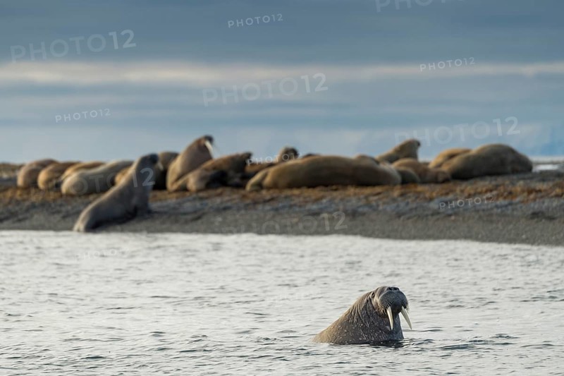 Walruses (Odobenus rosmarus)