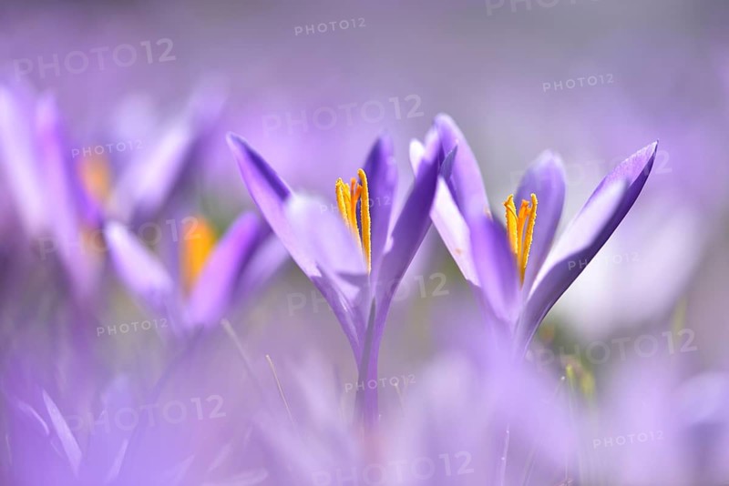 Flowers of Spring crocus (Crocus vernus)