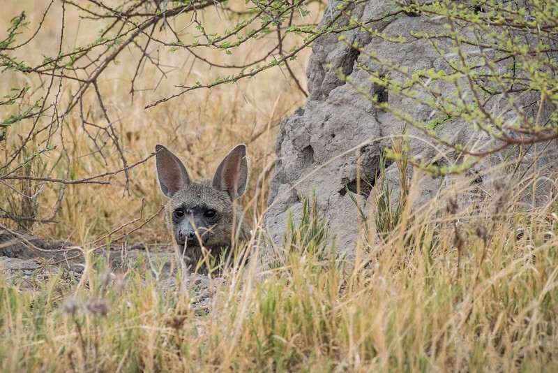 Aardwolf (Proteles cristatus) looks out from behind a rock