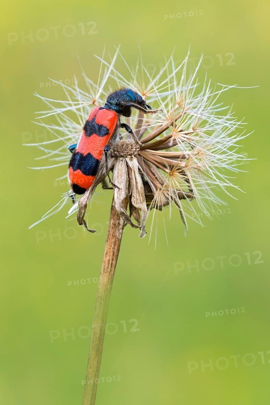 Bee beetle (Trichodes apiarius)