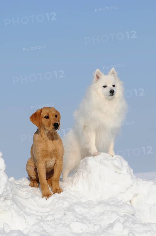Labrador Retriever