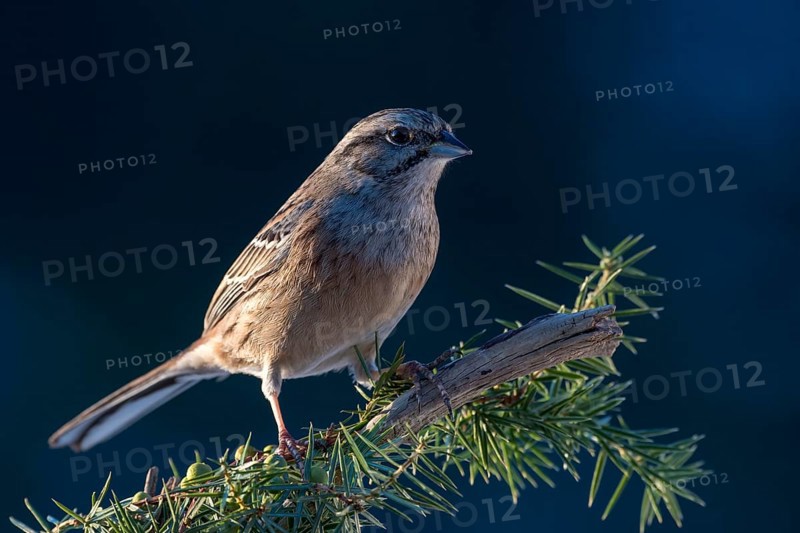 Rock Bunting (Emberiza cia) sits on a branch