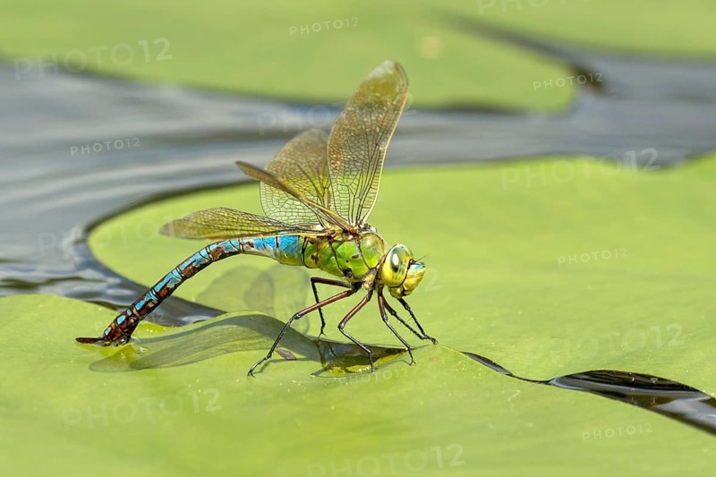 Emperor dragonfly (Anax imperator)