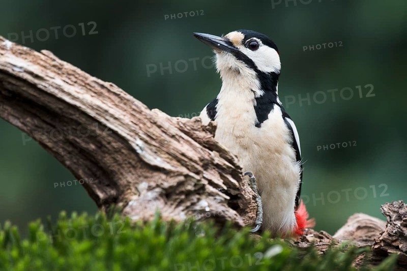 Great spotted woodpecker (Dendrocopos major) sits on deadwood