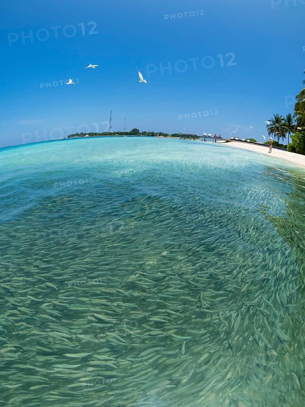 Fish swarm with sardines and hunting Blacktip reef shark (Carcharhinus melanopterus) in shallow water near the shore