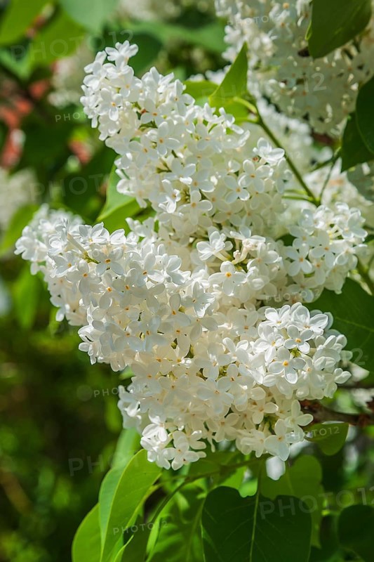 Blossoming white lilac (Syringa vulgaris)