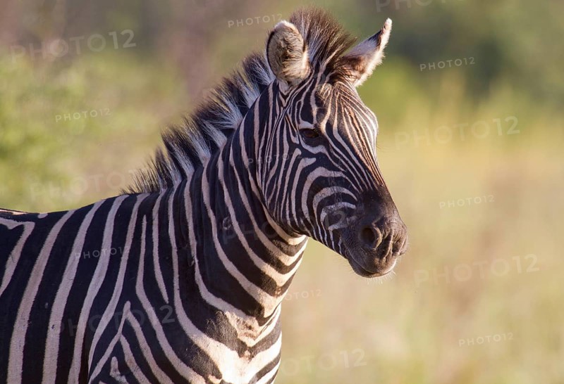 Plains Zebra (Equus quagga)