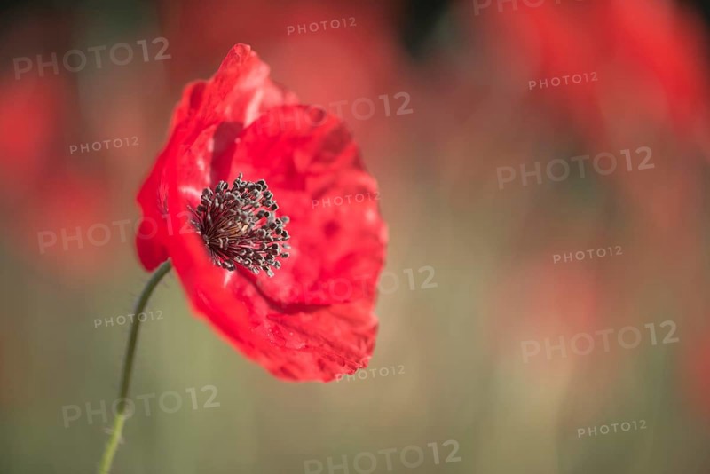 Corn poppy (Papaver rhoeas)