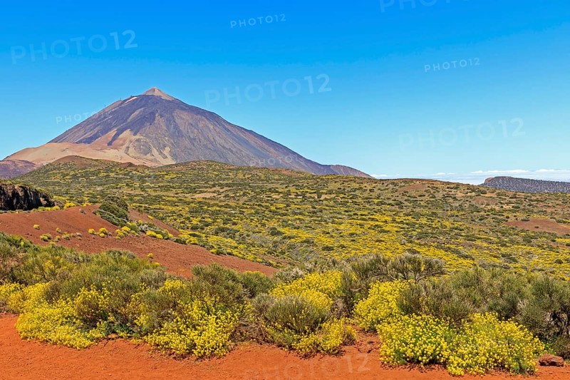 Flixweed (Descurainia bourgaeana) in bloom in front of Pico del Teide volcano
