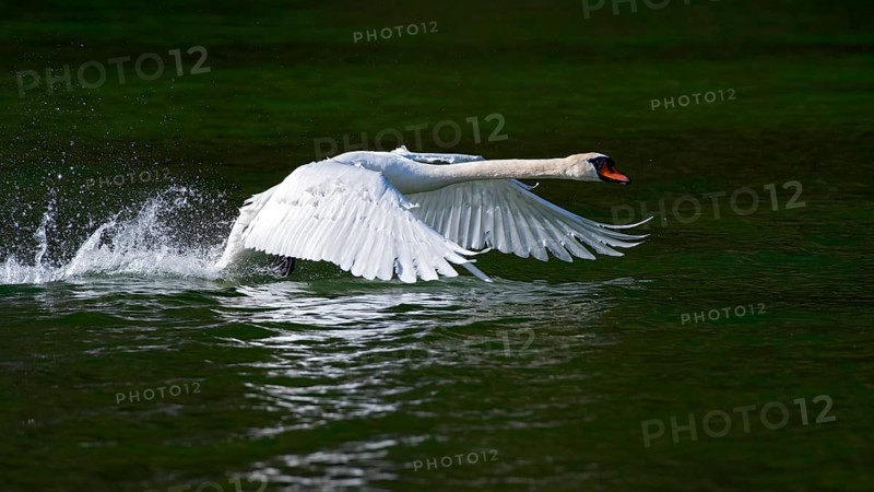 Mute swan (Cygnus olor)