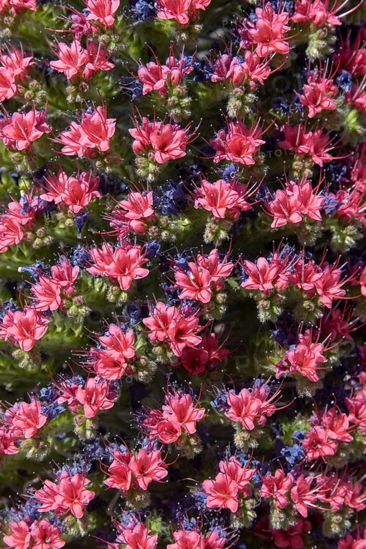 Blooming Echium wildpretii (Echium wildpretii)