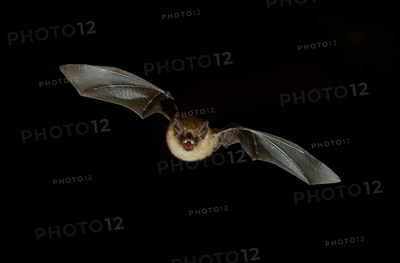 Geoffroy's bat (Myotis emarginatus) in flight at night