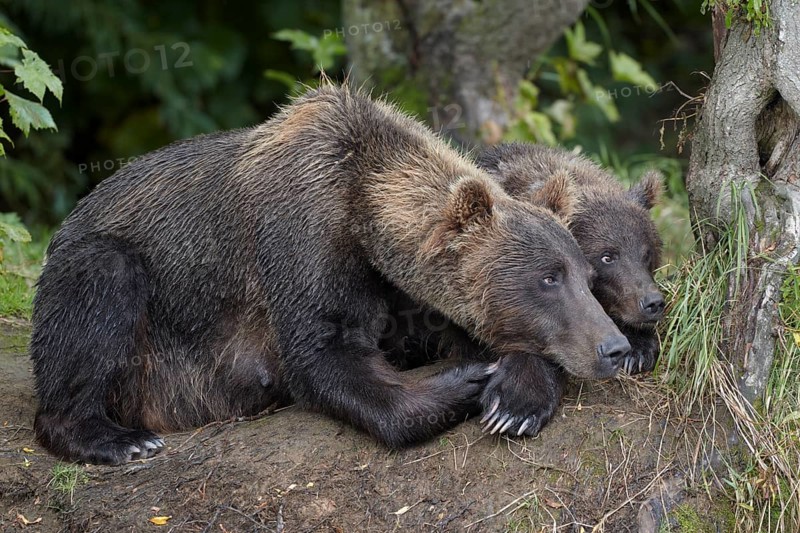 Kamchatka brown bears (Ursus arctos beringianus)