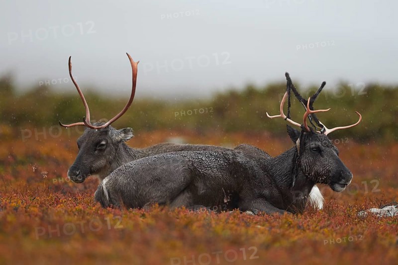 Reindeers (Rangifer tarandus) resting on the autumnal Fjall