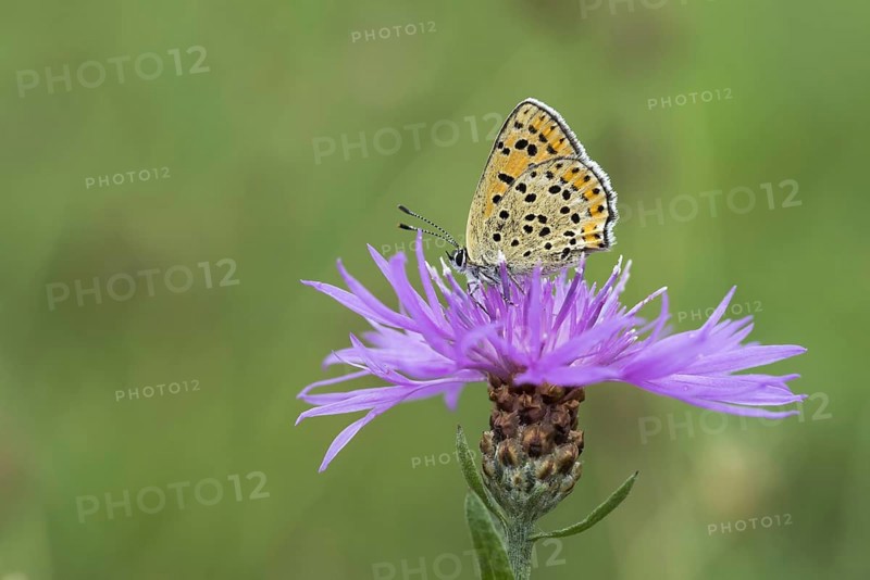 Sooty Copper (Lycaena tityrus) on Brown knapweed (Centaurea jacea)