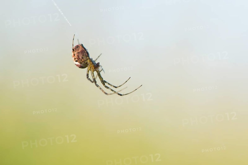 Longjawed orbweaver (Meta segmentata) in the spider web