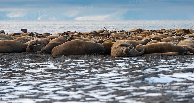 Walruses (Odobenus rosmarus)