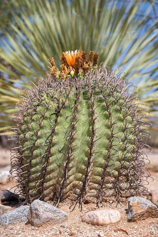 Fishhook Barrel Cactus (Ferocactus wislizeni) with flower
