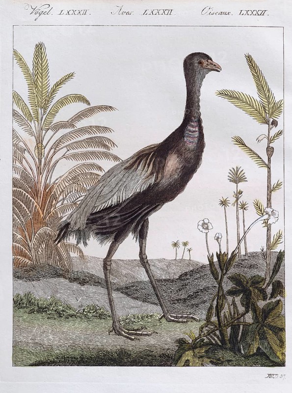 Golden-breasted trumpet bird