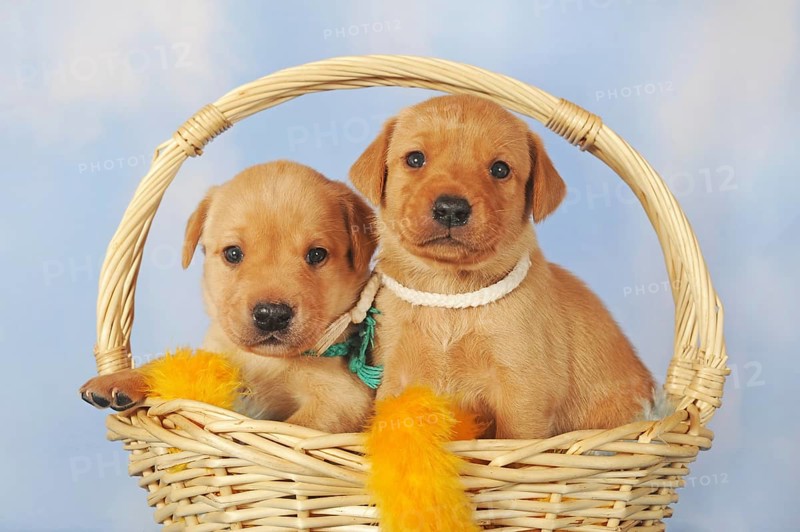 Labrador Retriever