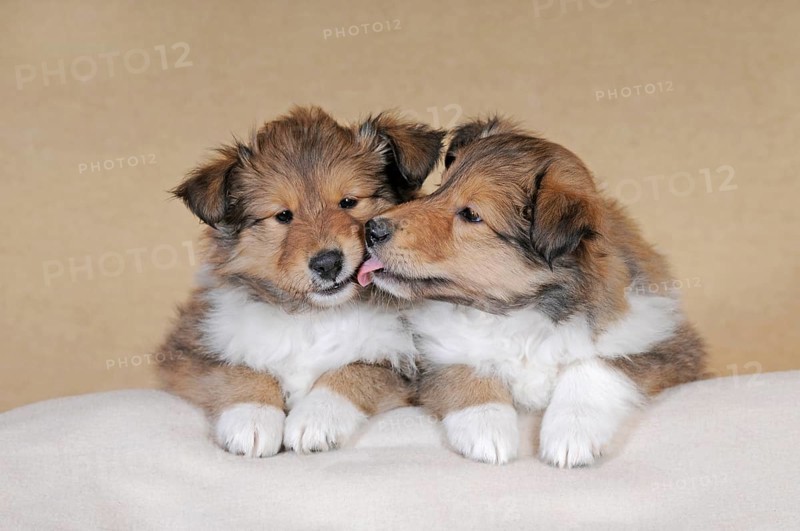 Collie longhair