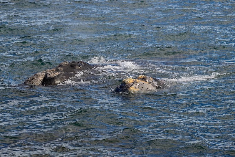 Southern right whale (Eubalaena australis)