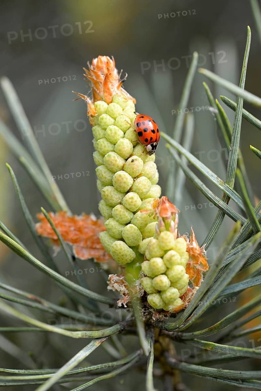 Ladybird (Coccinellidae) on a male flower of Scots pine (Pinus sylvestris)