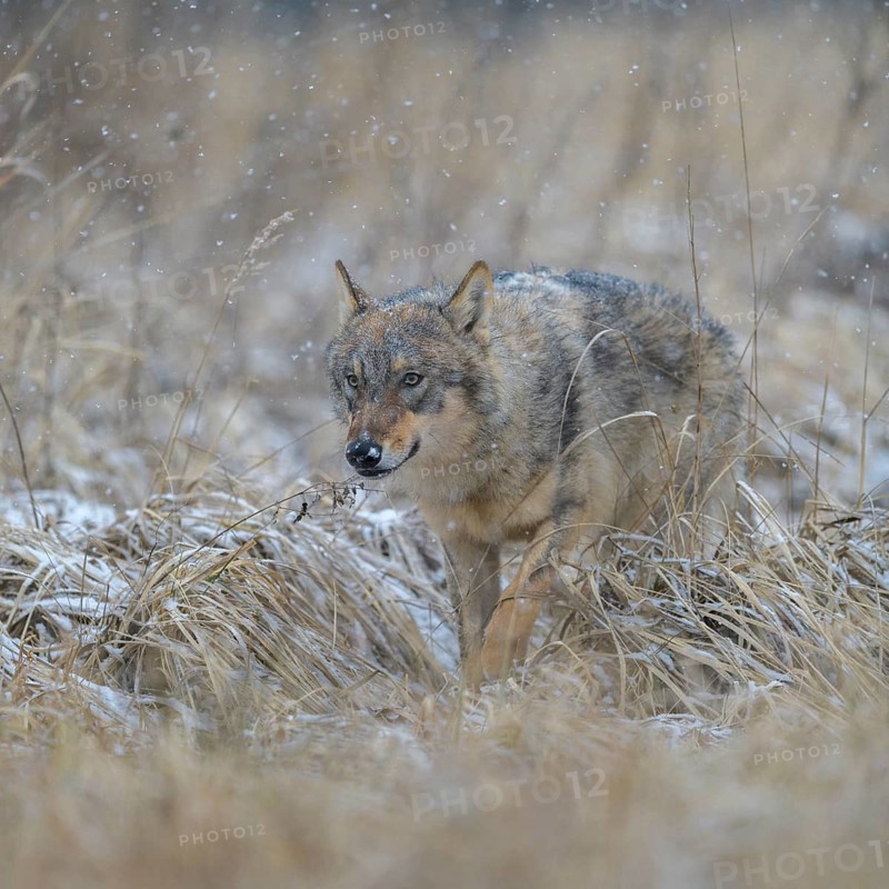 Gray wolf (Canis lupus)