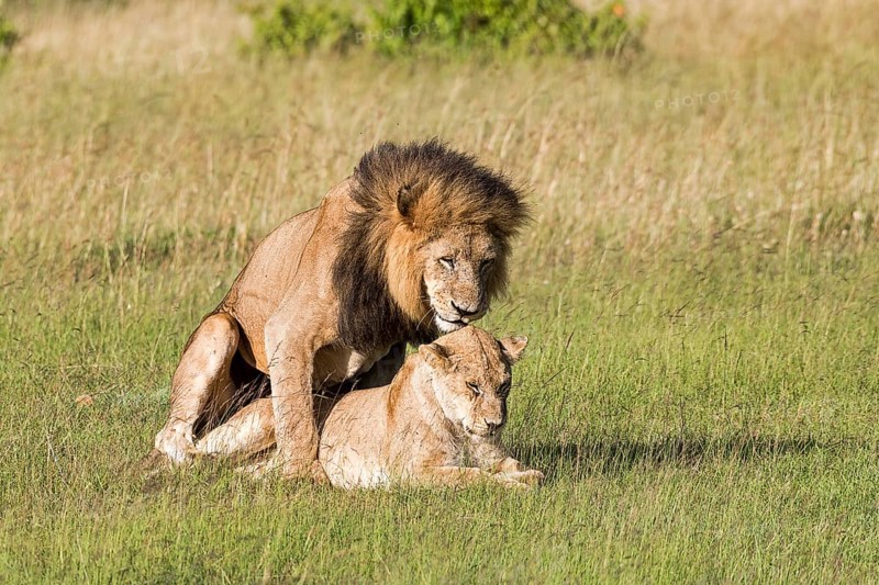 Lions (Panthera leo)