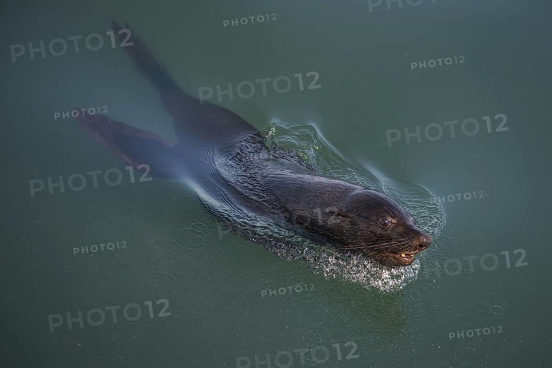 Cape fur seal (Arctocephalus pusillus)