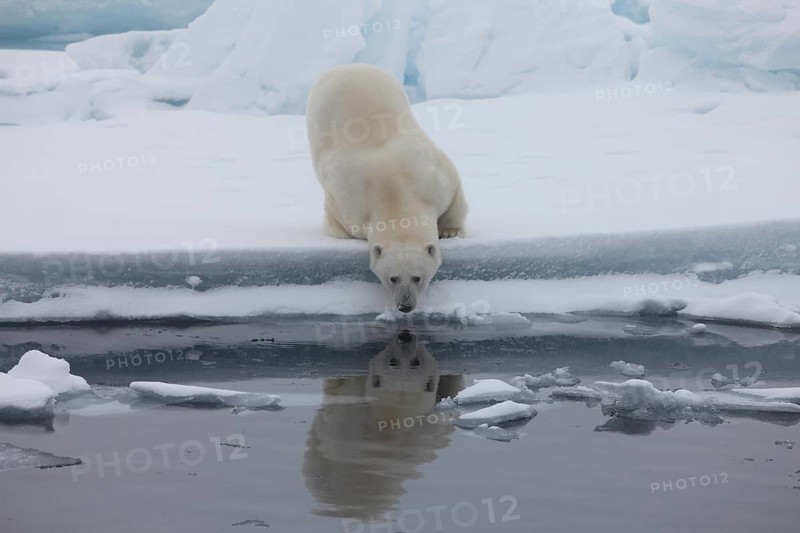Polar bear (Ursus maritimus)