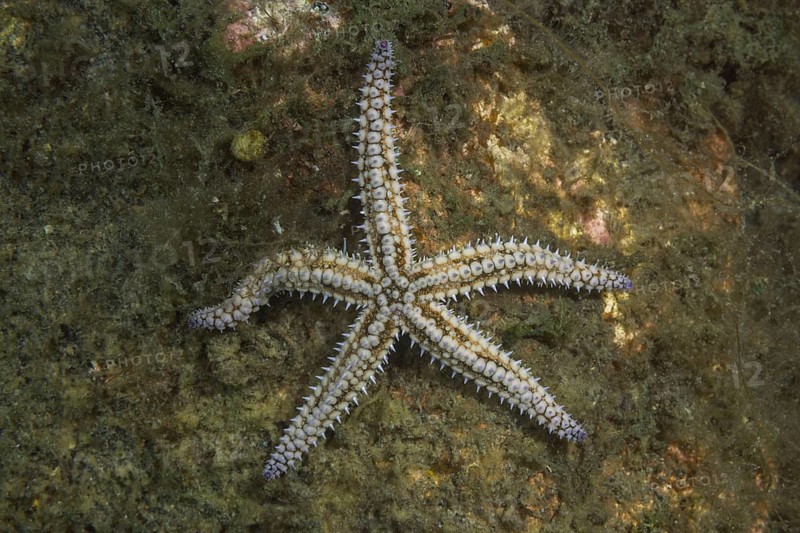 Spiny Starfish (Marthasterias glacialis)