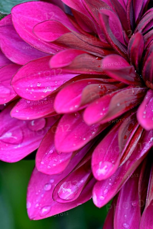 Decorative Dahlia (Dahlia)