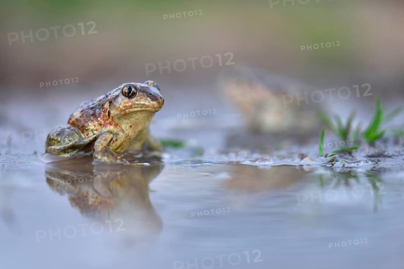 Common spadefootn (Pelobates fuscus) were seated in a puddle