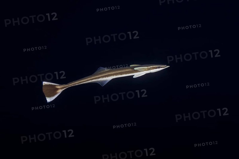 Remora fish