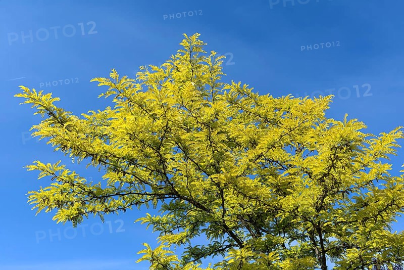 Tree of heaven (Ailanthus altissima)