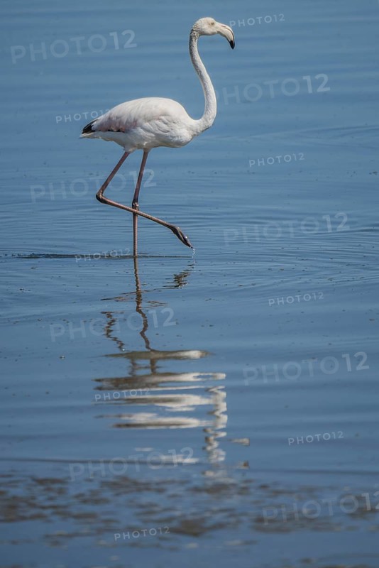 Pink Flamingo (Phoenicopterus roseus)