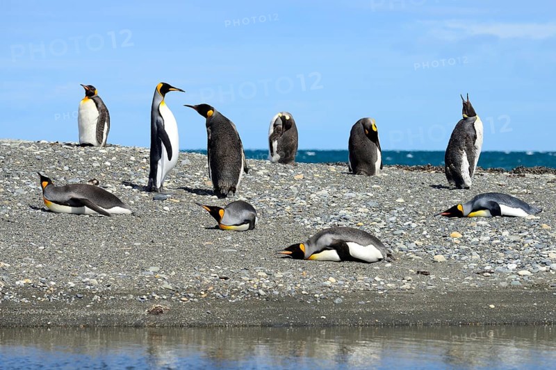 King penguins (Aptenodytes patagonicus)