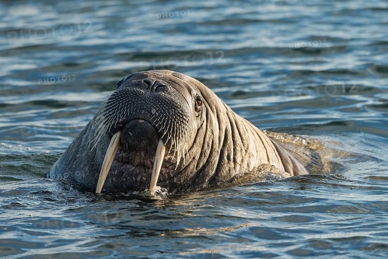 Walrus (Odobenus rosmarus)