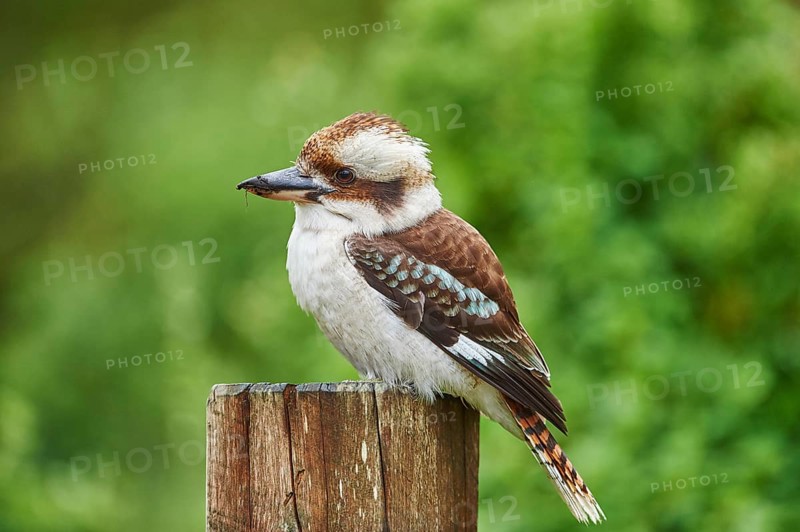 Laughing kookaburra (Dacelo novaeguineae)