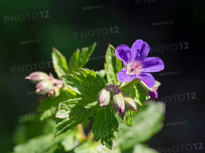 Wood cranesbill (Geranium sylvaticum)