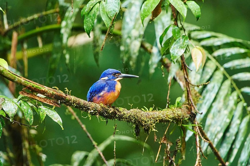 Azure kingfisher (Ceyx azureus) sitting on a branch