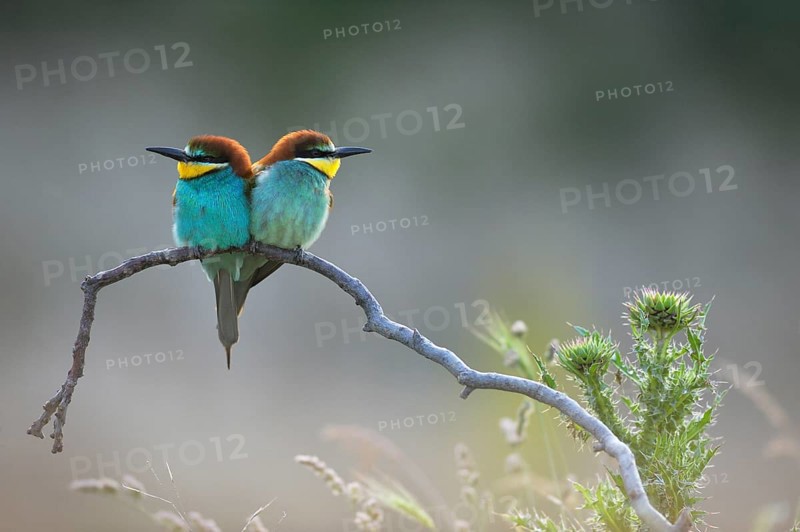 Bee-eater (Merops apiaster)